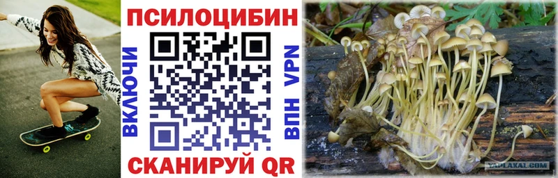 наркота  Ельня  Галлюциногенные грибы Psilocybe 